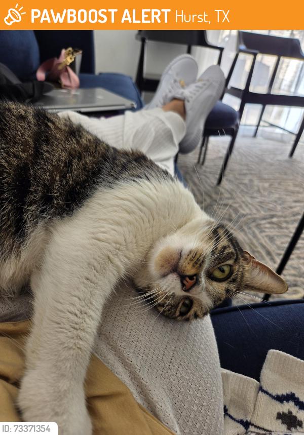 Found/Stray Female Cat last seen Bedford Euless road/ Norwood, Hurst, TX 76053