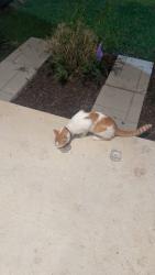 Found/Stray Unknown Cat last seen apmts in Red Oak behind the B&B theater, Red Oak, TX 75154