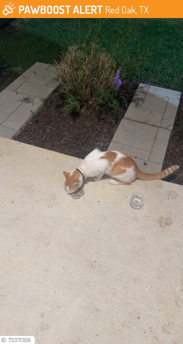 Found/Stray Unknown Cat last seen apmts in Red Oak behind the B&B theater, Red Oak, TX 75154