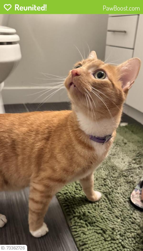 Reunited Male Cat last seen Near E Capitol Ave - MacArthur Commons apmt Building, Little Rock, AR 72202