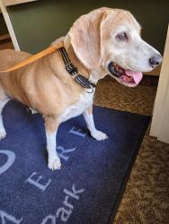 Reunited Unknown Dog last seen Cascade Park - Avamere, Vancouver, WA 98683