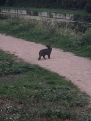 Found/Stray Unknown Cat last seen Sainsburys, Greater London, England N21 3BA