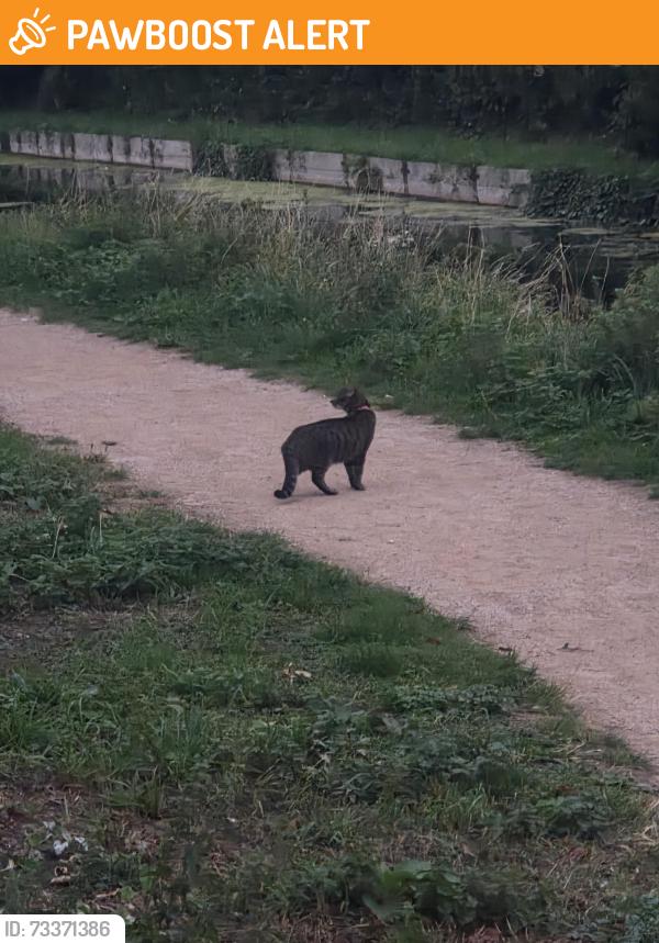 Found/Stray Unknown Cat last seen Sainsburys, Greater London, England N21 3BA