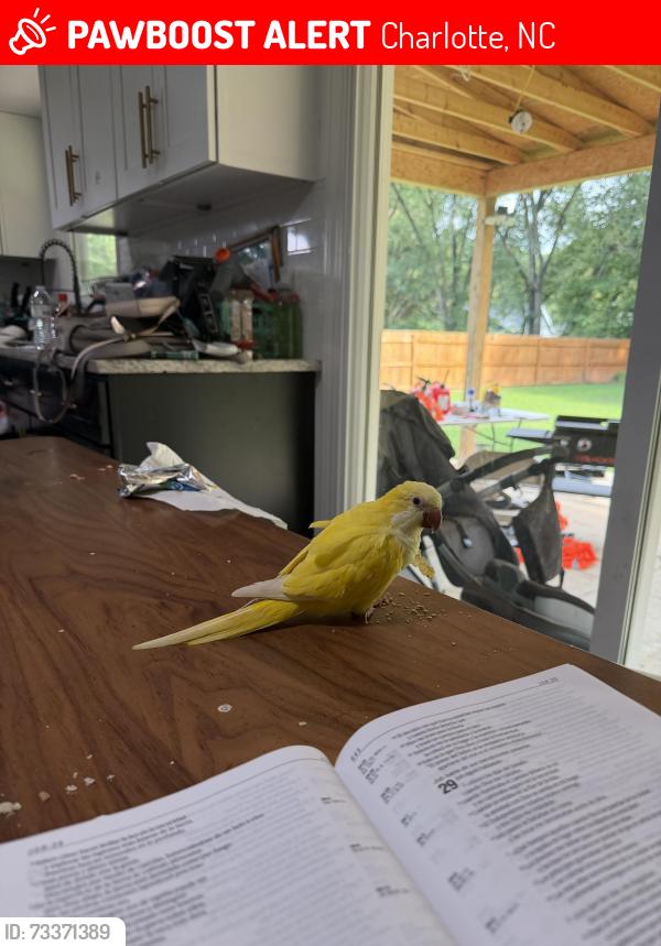 Lost Unknown Bird last seen Inglehurst Drive, Charlotte, NC 28273