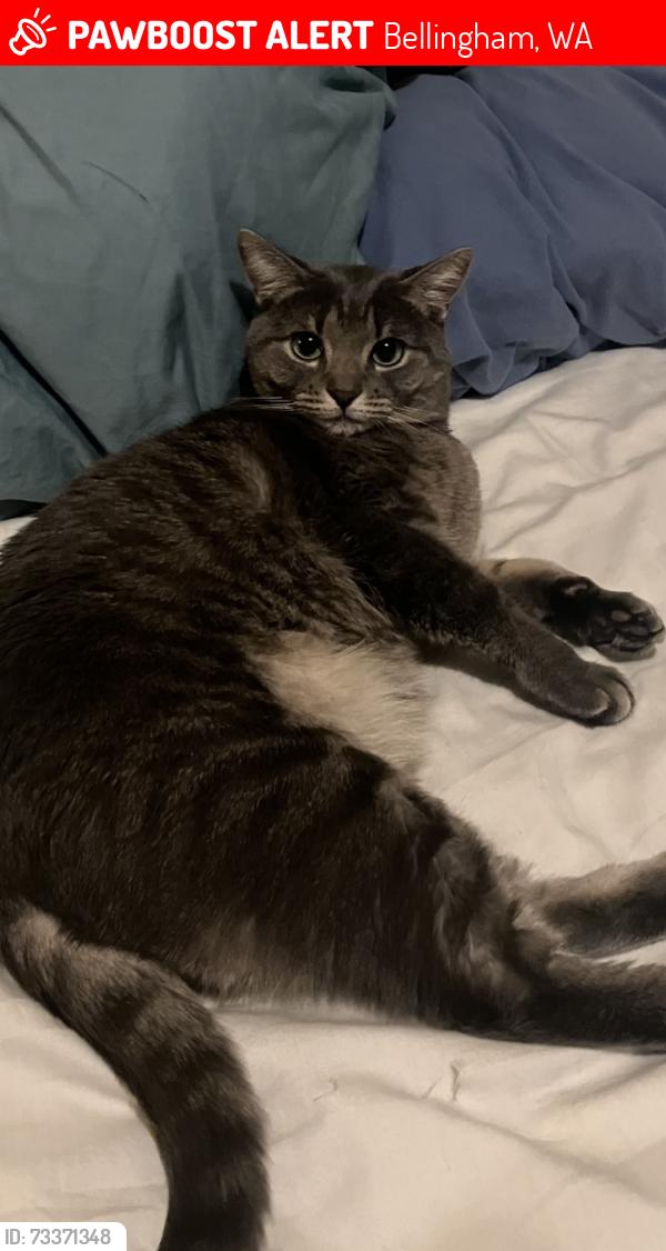 Lost Female Cat last seen Near Northwest Ave, Bellingham, Bellingham, WA 98226