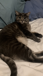 Lost Female Cat last seen Near Northwest Ave, Bellingham, Bellingham, WA 98226