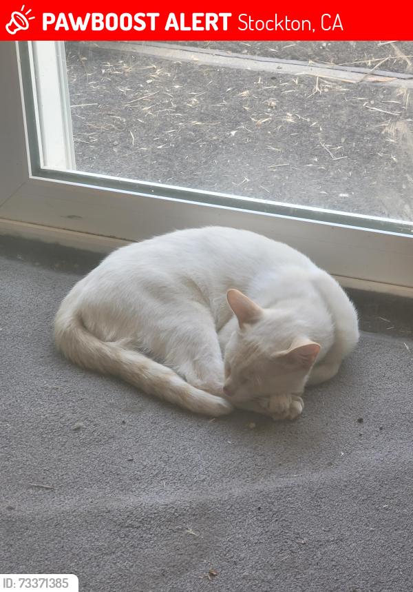 Lost Male Cat last seen Carolyn Weston, Stockton, CA 95206