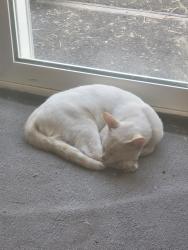 Lost Male Cat last seen Carolyn Weston, Stockton, CA 95206