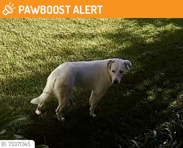 Found/Stray Unknown Dog last seen Highridge Rd, Rolling Hills Estates, CA 90274