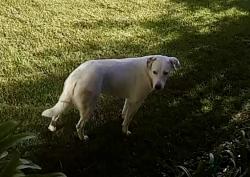 Found/Stray Unknown Dog last seen Highridge Rd, Rolling Hills Estates, CA 90274