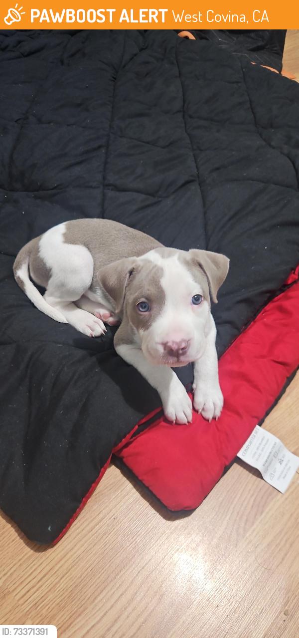 Rehomed Female Dog last seen Rimgrove park, West Covina, CA 91790