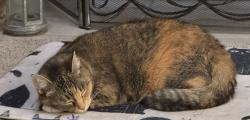 Found/Stray Female Cat last seen Britton woods apmts, Fishers, IN 46038