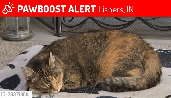 Found/Stray Female Cat last seen Britton woods apmts, Fishers, IN 46038