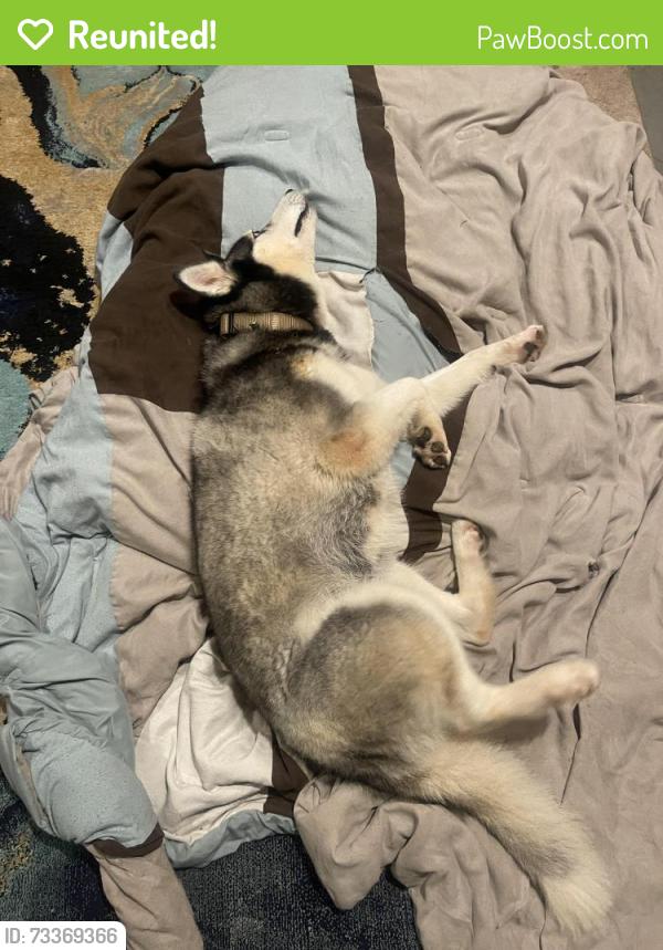 Reunited Unknown Dog last seen Near Panhandle Rd, Hampton, GA 30228