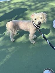Found/Stray Male Dog last seen W Bernardo Dr, San Diego, CA 92127