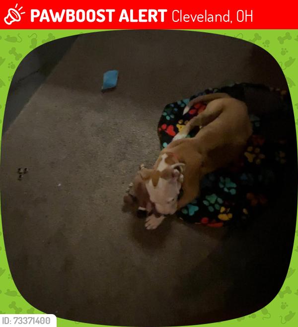 Lost Male Dog last seen This is not my dog!!!! I found him last night he ran right up to me, Cleveland, OH 44105