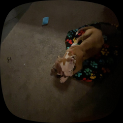 Lost Male Dog last seen This is not my dog!!!! I found him last night he ran right up to me, Cleveland, OH 44105
