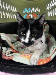 Found/Stray Female Cat last seen North Las Vegas, North Las Vegas, NV 89084