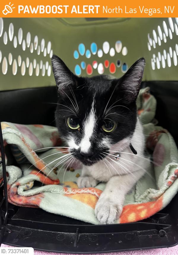 Found/Stray Female Cat last seen North Las Vegas, North Las Vegas, NV 89084