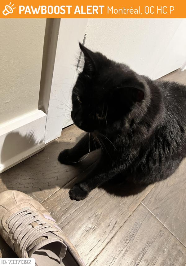 Found/Stray Unknown Cat last seen Bar Notre Dame, Montréal, QC H4C 1P3