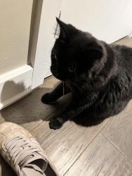 Found/Stray Unknown Cat last seen Bar Notre Dame, Montréal, QC H4C 1P3
