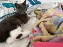 Reunited Female Cat last seen Near N Federal Hwy Pompano Beach, FL 33062 United States, Pompano Beach, FL 33062