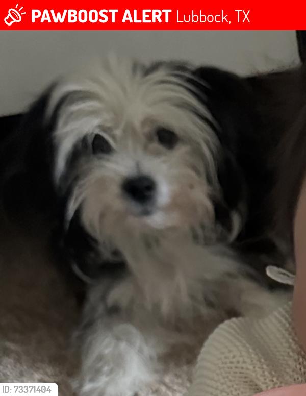 Lost Male Dog last seen Heart of lubbock, Lubbock, TX 79411