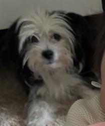 Lost Male Dog last seen Heart of lubbock, Lubbock, TX 79411