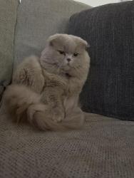 Lost Male Cat last seen Walley ave, Philadelphia, PA 19115