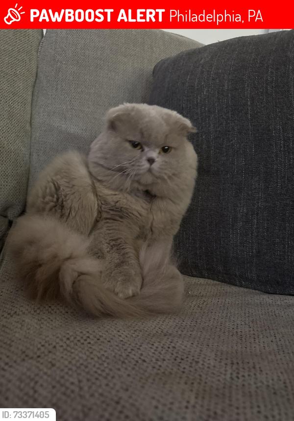 Lost Male Cat last seen Walley ave, Philadelphia, PA 19115