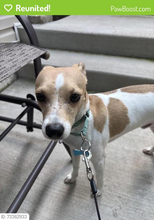 Reunited Male Dog last seen Clybourn and Oakley, Chicago, IL 60618