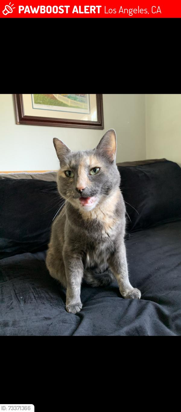 Lost Female Cat last seen Woodland Hills, Los Angeles, CA 91367
