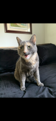 Lost Female Cat last seen Woodland Hills, Los Angeles, CA 91367