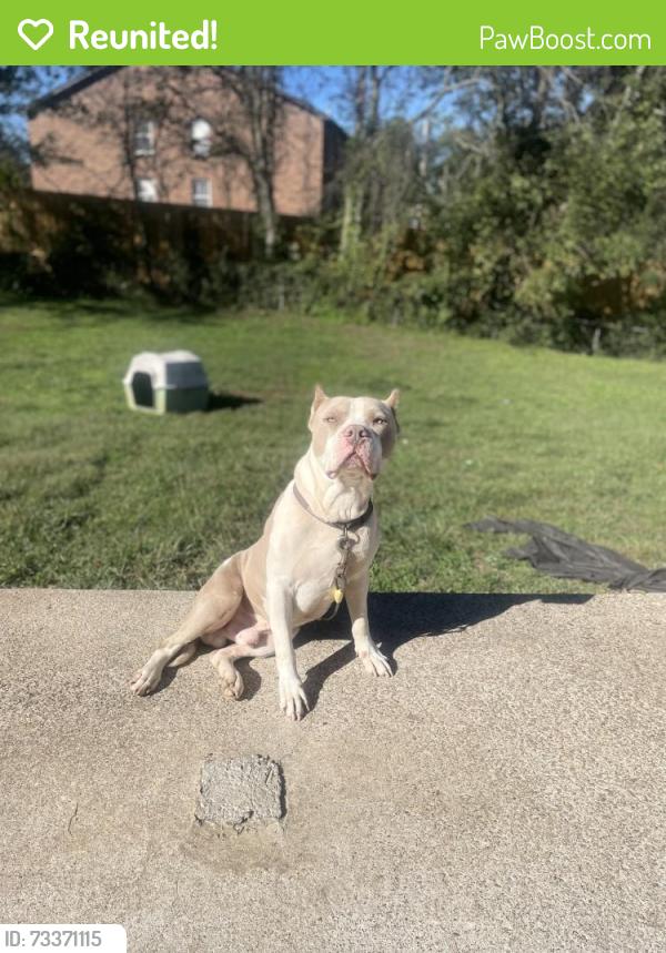 Reunited Male Dog last seen Near Press Grove Dr, Clarksville, TN 37043, USA, Clarksville, TN 37043