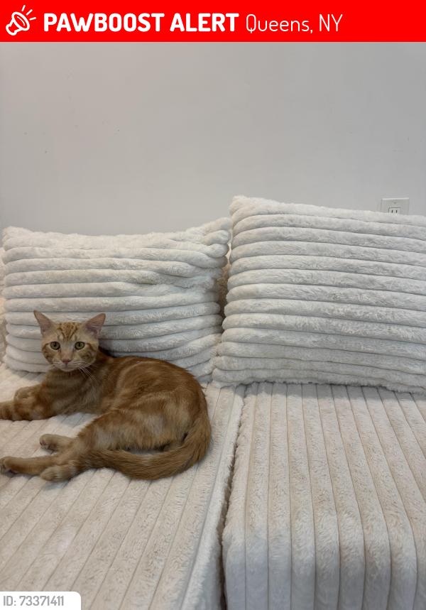 Lost Male Cat last seen ASPCA queens, Queens, NY 11106