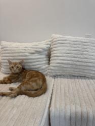 Lost Male Cat last seen ASPCA queens, Queens, NY 11106