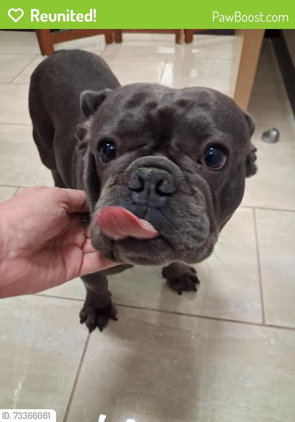Reunited Male Dog last seen Vermack Road, Dunwoody, GA 30338