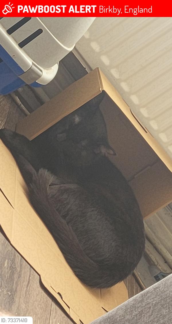 Lost Male Cat last seen Blacker road, Birkby, England 