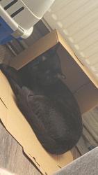 Lost Male Cat last seen Blacker road, Birkby, England 