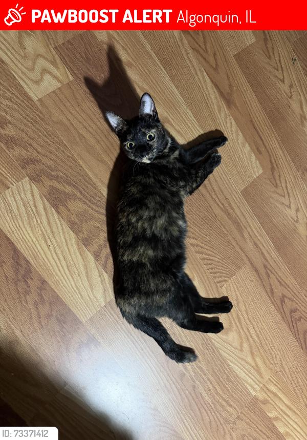 Lost Female Cat last seen Harnish and Stonegate, Algonquin, IL 60102
