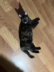 Lost Female Cat last seen Harnish and Stonegate, Algonquin, IL 60102