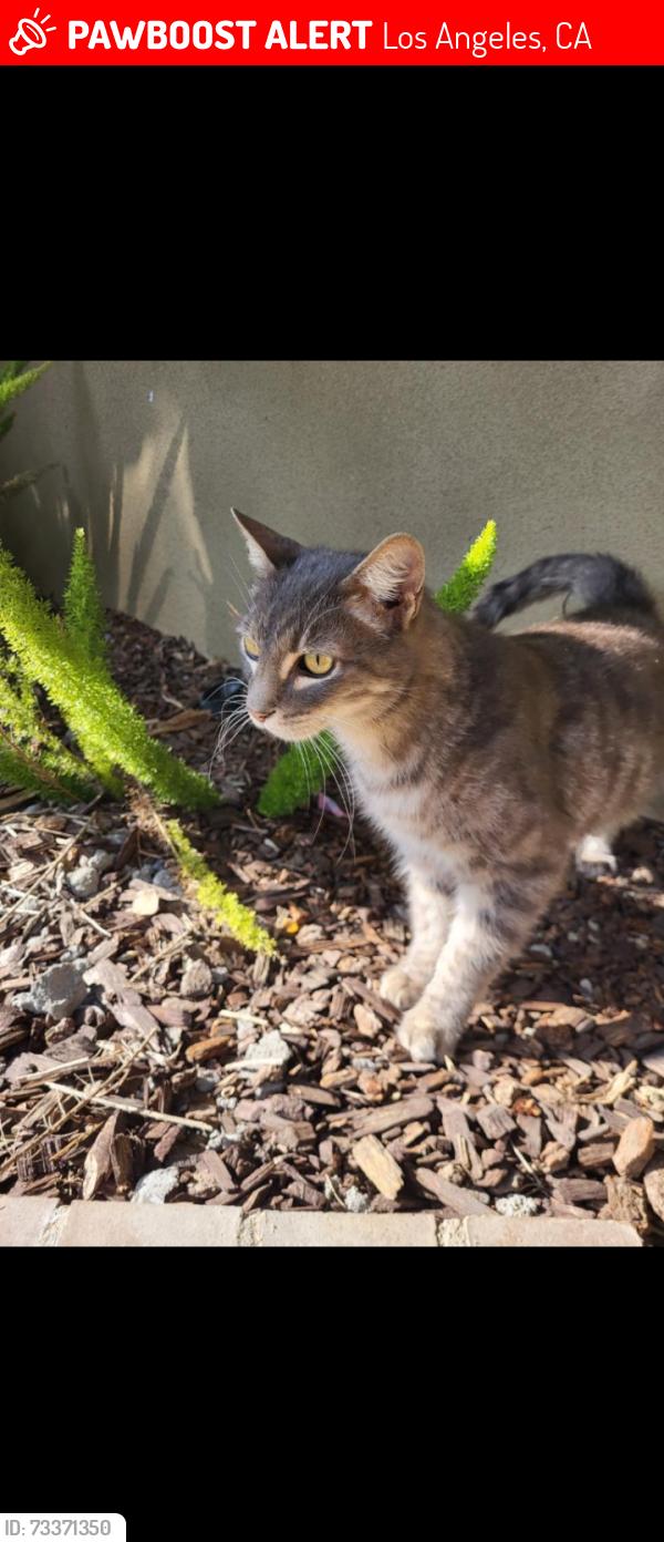 Lost Male Cat last seen Carmona Ave and Colosseum st Baldwin hills CA 90008, Los Angeles, CA 90008