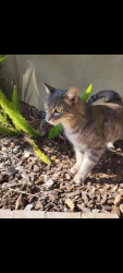 Lost Male Cat last seen Carmona Ave and Colosseum st Baldwin hills CA 90008, Los Angeles, CA 90008