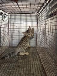 Shelter Stray Male Cat last seen Bexar County, 3353 Morningside Dr, New Braunfels, TX 78132, USA