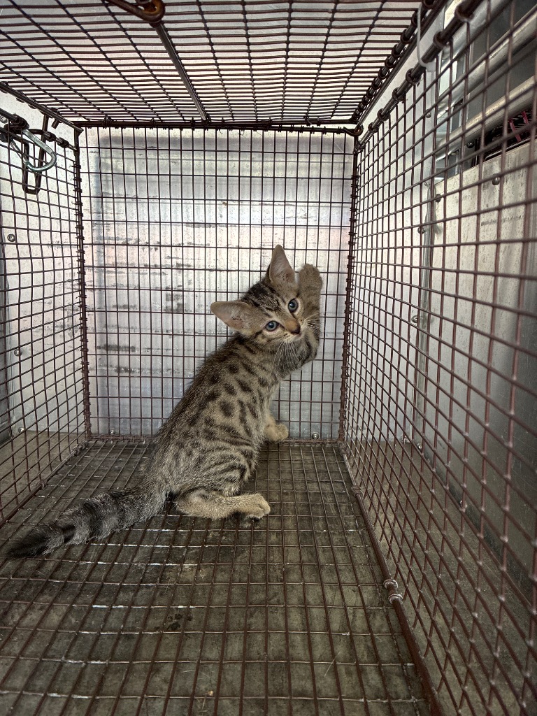 Shelter Stray Male Cat last seen Bexar County, 3353 Morningside Dr, New Braunfels, TX 78132, USA