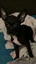 Lost Male Dog last seen Rocky Mountain store in Avalton rd in Gay GA, Gay, GA 30218