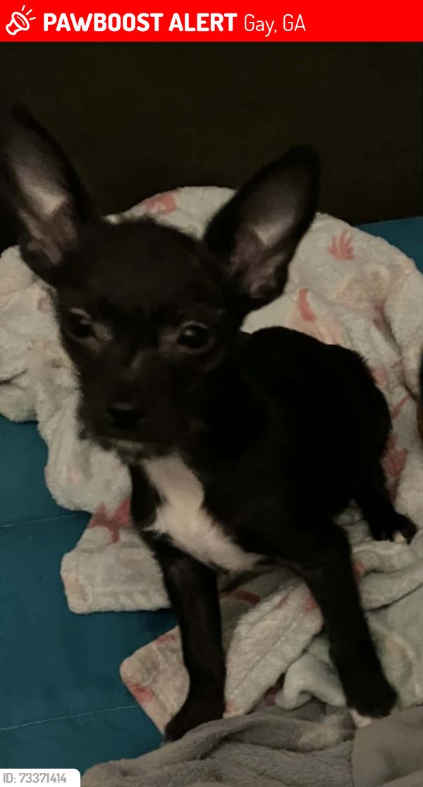 Lost Male Dog last seen Rocky Mountain store in Avalton rd in Gay GA, Gay, GA 30218