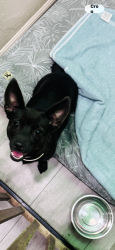 Reunited Female Dog last seen Den urban dog retreat, Los Angeles, CA 90065