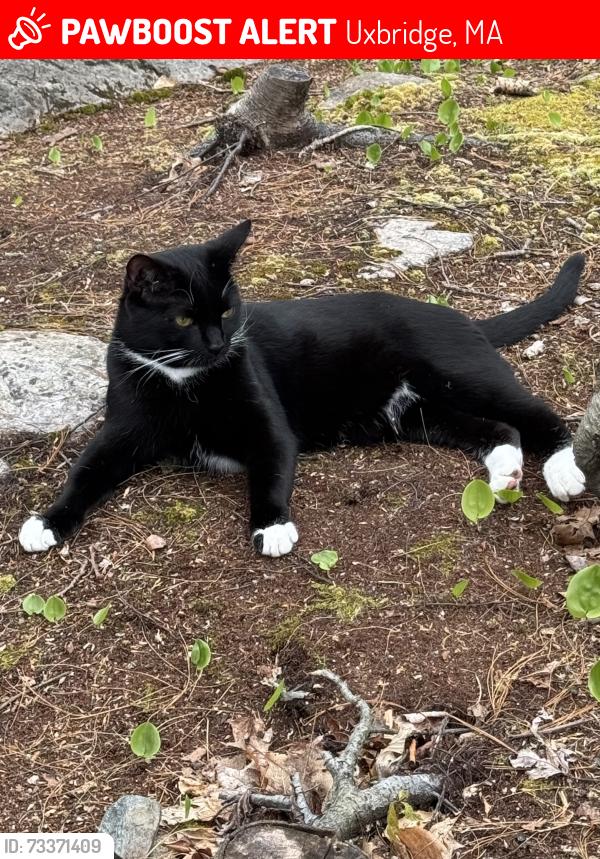 Lost Male Cat last seen Near Fisher Street, Uxbridge Ma., Uxbridge, MA 01569