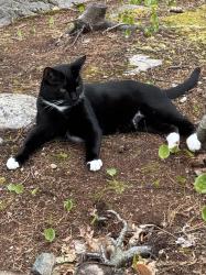 Lost Male Cat last seen Near Fisher Street, Uxbridge Ma., Uxbridge, MA 01569